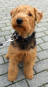 Linus - Welsh Terrier – Kundenhund von Anja Pennartz, Niederkassel 07.2026