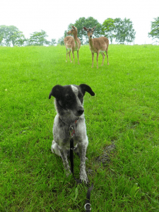Kundenhund von Katharina Treutlein (7. Juli 2016)