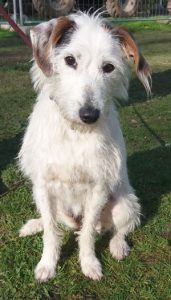 Kundenhund von Beate Dapper (21. Dezember 2016)