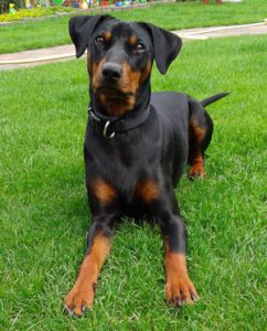 Kundenhund von Hans Geyr‎ / Brigitta Keller (23.08.2014)