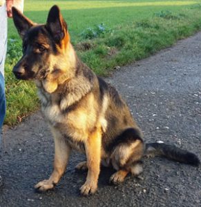 Kundenhund von Isabell und Karl-Heinz Peltzer (20. Februar)