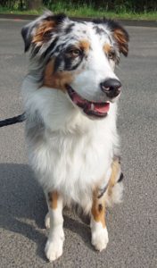 Kundenhund von Sibylle Monschau (14.08.)
