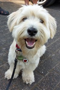 Kundenhund von Familie Ross mit Berci (27.10.2018)