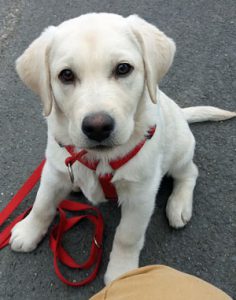 Kundenhund von Manuela Maier (13.06.2018)
