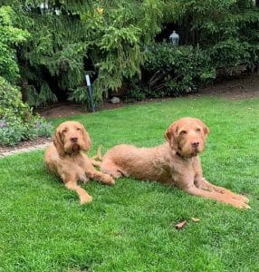 Kundenhund von Ihre Hermann & Sabine Neusser (Juli 2019)