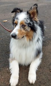 Kundenhund von Cornelia Meghrazi (02.06.2018)