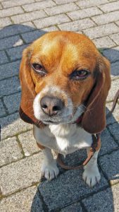 Kundenhund von Familie Seidl mit Cessy (Hundetraining und Urlaubsbetreuung Sept. 2019)