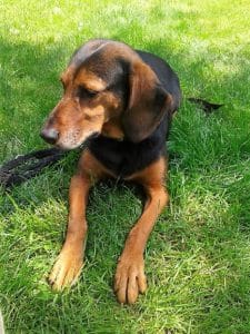 Kundenhund von Birgit Nix/Klaus Bauer (21. Juli 2014)