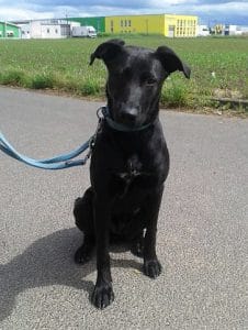 Kundenhund von Silke Scherz/Wilma Peschke, Mondorf (28. Mai 2014)