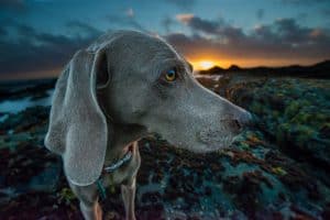 Kundenhund von Silke Weißkopf 02. März 2016)