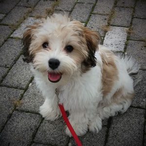 Kundenhund von Familie Hagedorn (November 2019)