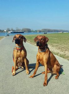Kundenhund von Martina Hersel (April 2020)