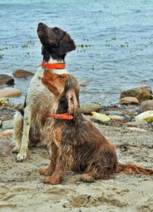 Kundenhund von Nicole Giesecke-Dancker (Juni 2020)