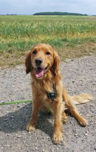 Kundenhund von Cora Molloy (Juni 2020)