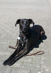Kundenhund von Julia Reimers (Juni 2020)