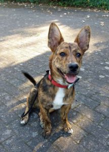 Kundenhund von Familie Richter (07.2020)