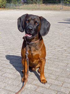 Kundenhund von Wolfgang Rosskopf (Oktober 2020)