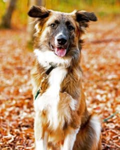 Kundenhund von Familie Beier (11.2020)