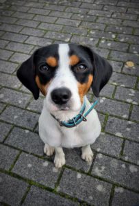 Kundenhund von Rosi Langenbach (01.2021)
