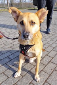 Kundenhund von Fam. Rese Köln-Porz (04.2021)