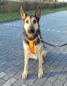 Kundenhund von Fam. Hartleib (05.2021)