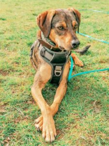 Kundenhund von Nadine und Thorsten Hansen, Köln (06.2021)
