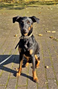 Kundenhund von Degro und Gilian Gerke, Zündorf (10.2021)