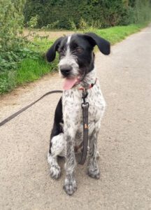 Kundenhund von Annika Zahlten, Niederkassel (09.2021)