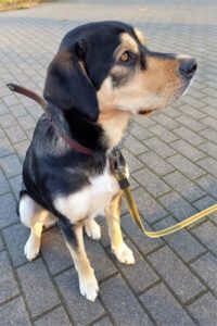 Kundenhund von Anja Becker, Bonn (03.2022)