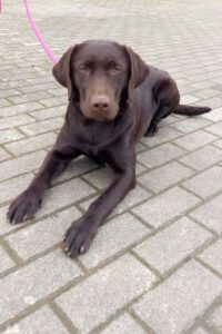 Kundenhund von Lissy und Christina Kürten, Troisdorf (10.2021)