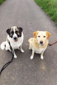 Kundenhund von Ute Beckemeier-Mawick, Köln 06.2022