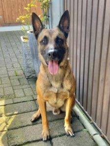 Kundenhund von Giovanni und Bianca Pensato,  Lohmar 10.2022