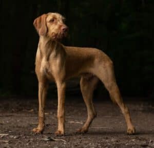 Kundenhund von Elke Reinstädler, Sieglar 12.2022