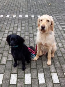 Kundenhund von Mit besten Grüßen von Familie Kappenstein und unseren Tierschutz-„Edel“mixhunden Gustav und Idefix, Köln 11.2022