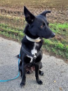 Kundenhund von Familie Müller mit Michel, Köln 10.2022