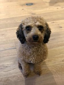 Kundenhund von Pia Placidi-Zumsande, Köln 11.2022