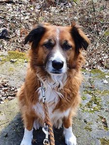Kundenhund von Stephanie Knopf-Asselborn, Niederkassel 11.2022
