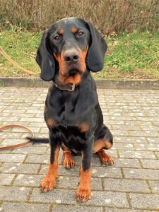 Kundenhund von Bernd Heller, Sieglar 03.2023