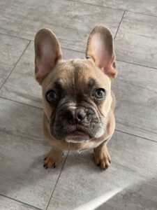 Kundenhund von Pinar Wilmet, Köln 04.2023