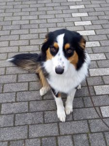 Kundenhund von Familie Traore, Köln 04.2023