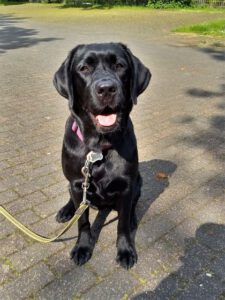 Kundenhund von Evelyn und Heiko Kieß, Siegburg 05.2023