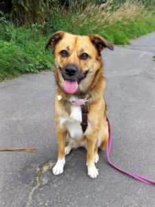 Kundenhund von Yvonne Rau, Köln 08.2023