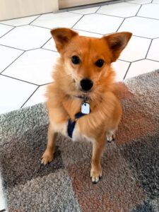 Kundenhund von Familie Gerbode aus Alfter 08.2023
