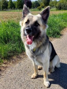 Kundenhund von Familie Antigen, Köln 08.2023
