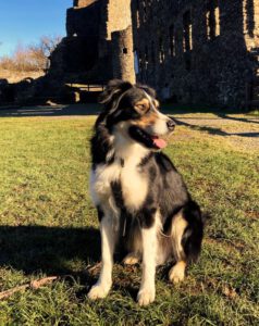 Kundenhund von Familie Hamacher, Köln 01.2024