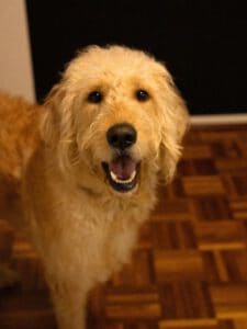 Kundenhund von Sara Bermel + Till Müller, Köln 04.2024