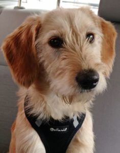 Kundenhund von Familie Hilgers, Niederkassel 07.2024