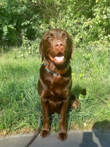 Kundenhund von Esther Thomas, Köln Porz 11.2024