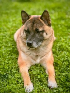 Kundenhund von Maik, Chiara und Louie 🐾, Lohmar 02.2025