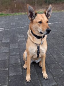 Kundenhund von Nina, Alex & Kiwi, Niederkassel 03.2025